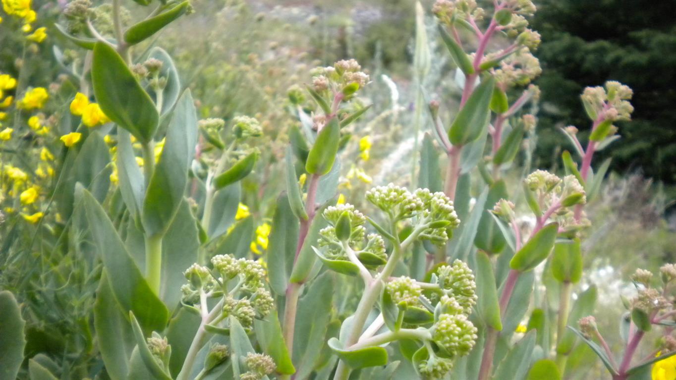 Hylotelephium maximum / Borracina massima